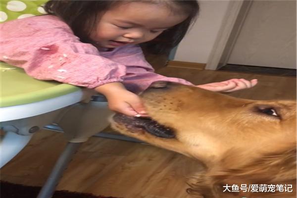 金毛已经一岁了，从来不给小主人抢肉吃，小心翼翼的模样好有爱啊