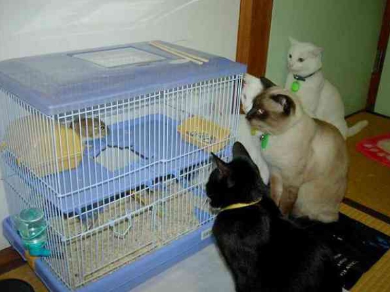 生活时时都有意外，连动物也避免不了，12张动物趣图真是太搞笑了