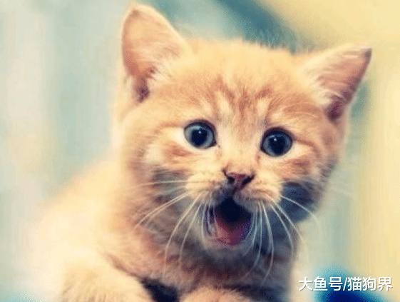 给幼猫选猫粮，高营养、易消化是关键