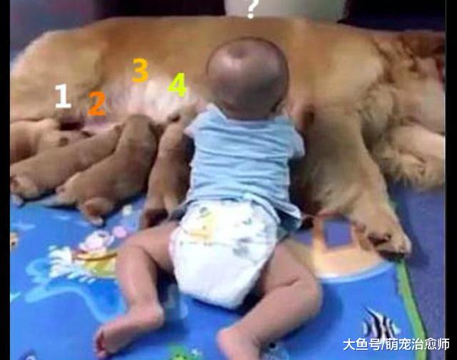 宝宝爬到金毛身边和小狗抢奶喝，金毛：铲屎的，你管管你孩子啊！