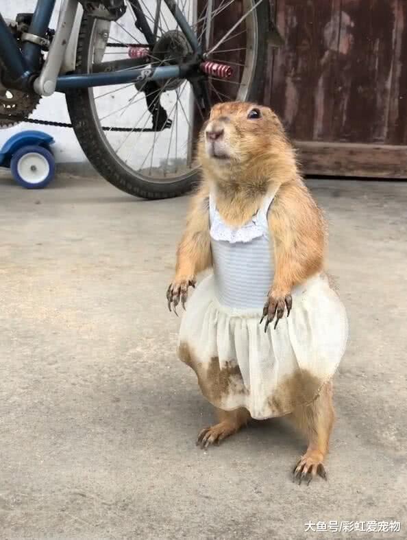 土拨鼠穿上小裙子，瞬间变成小可爱，表情萌翻了