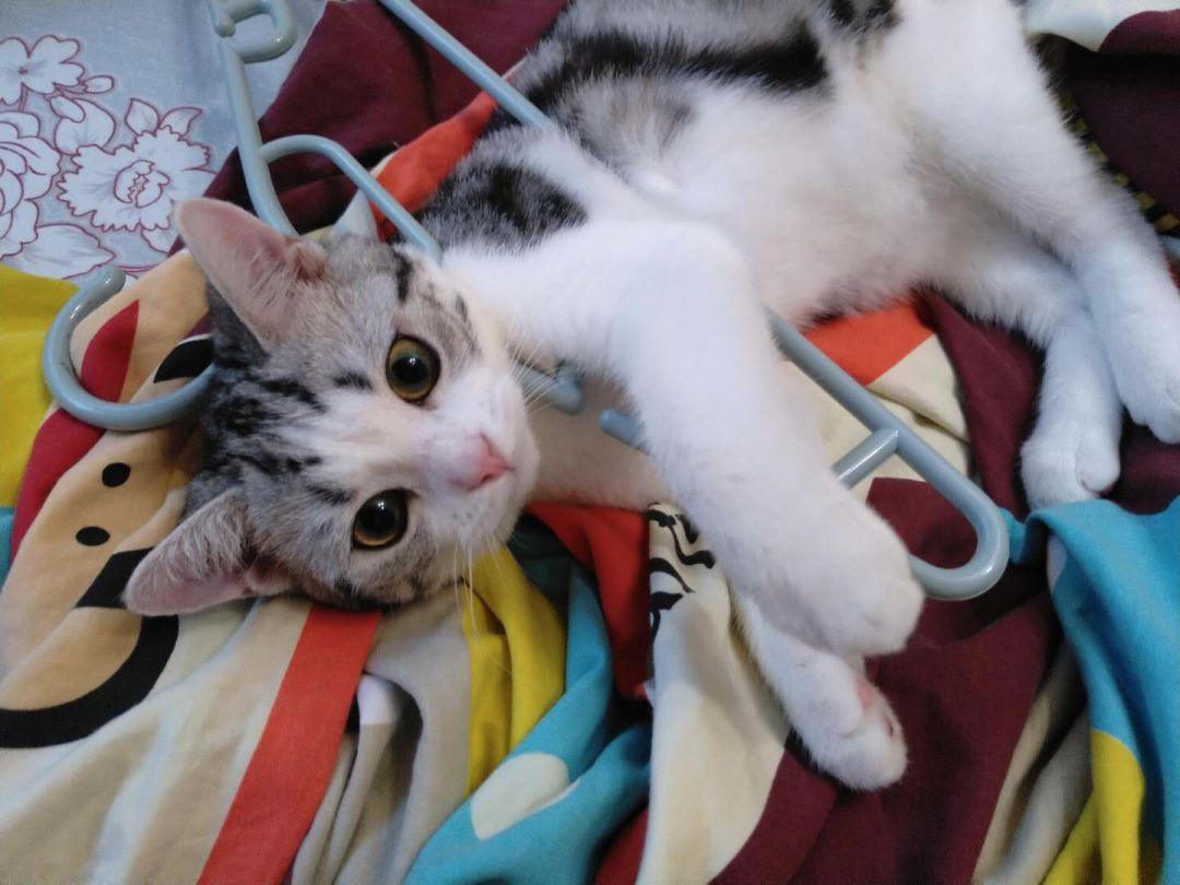 对猫咪来说, 最好的拍照道具竟然是...衣架?