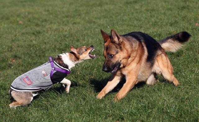 狗狗一叫就是想咬人？比起让它别叫，不如看看它在叫什么？