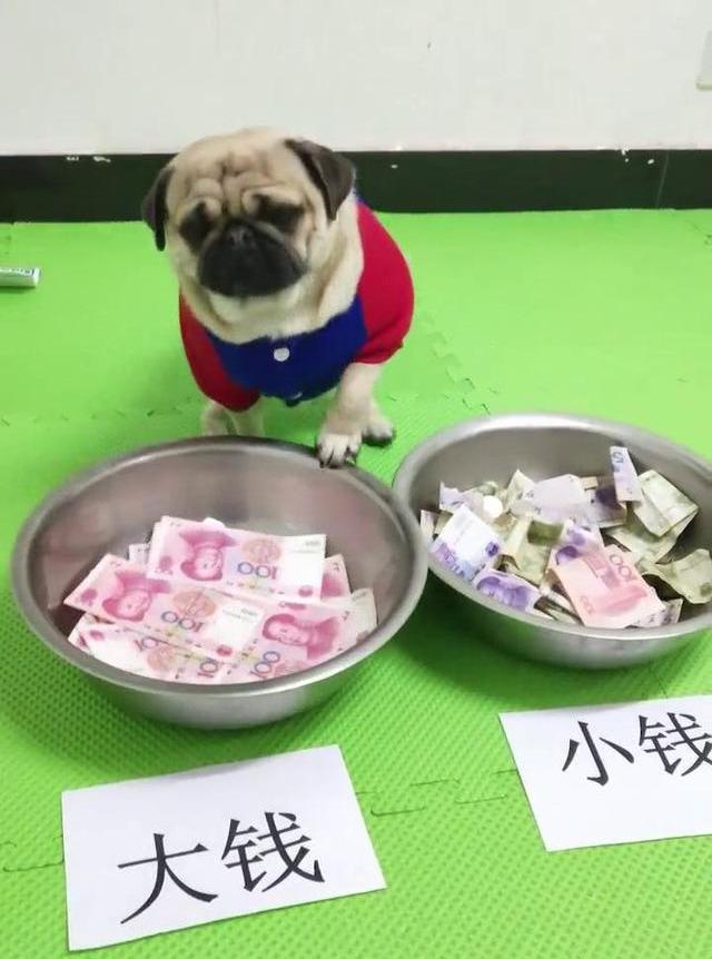 小财奴巴哥犬思路超清晰，竟然会认钱，还扬言“不给钱别想跑”！
