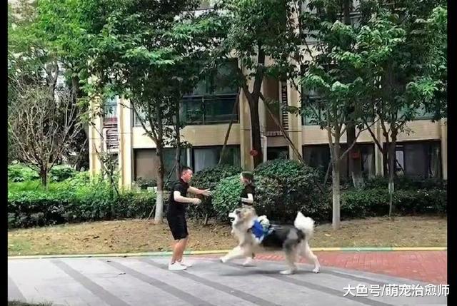 男主人出差回来后抱起老婆，阿拉斯加很委屈：你倒是看我一眼啊！