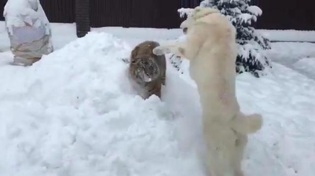 这波操作够吹一辈子了，看狗子如何欺负万兽之王？