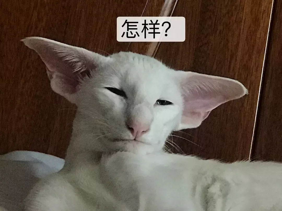 又一只长得像人的猫，丑得很魔性！