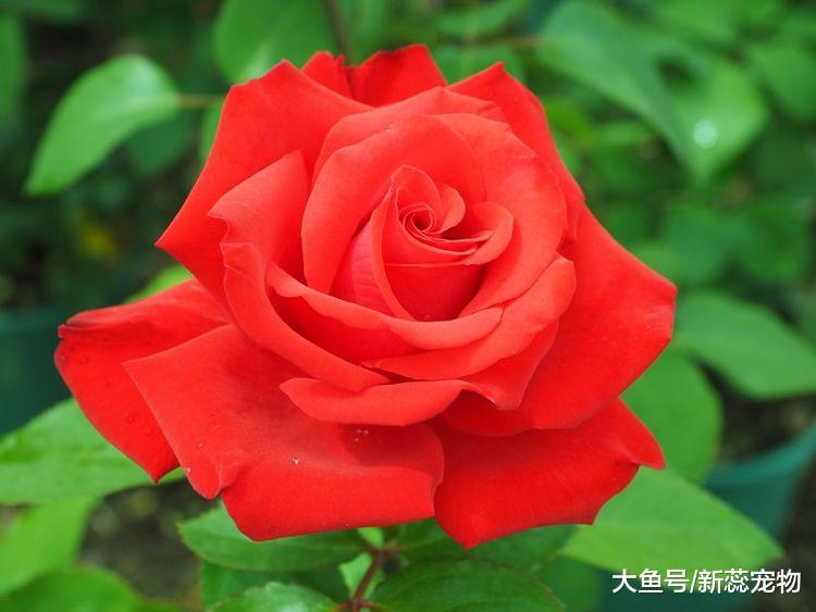 10月，桃花涌动，将遇命定良缘，三生肖坠入爱河甜甜蜜蜜