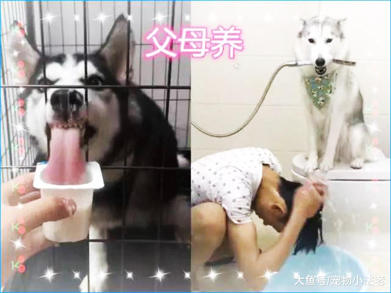 同样是养哈士奇，1个养成猪，1个养成沙雕，但到我这画风就全变了