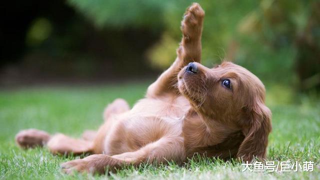 主人跟狗狗关系怎么样，摸它这6个地方，狗狗不咬代表超级喜欢你