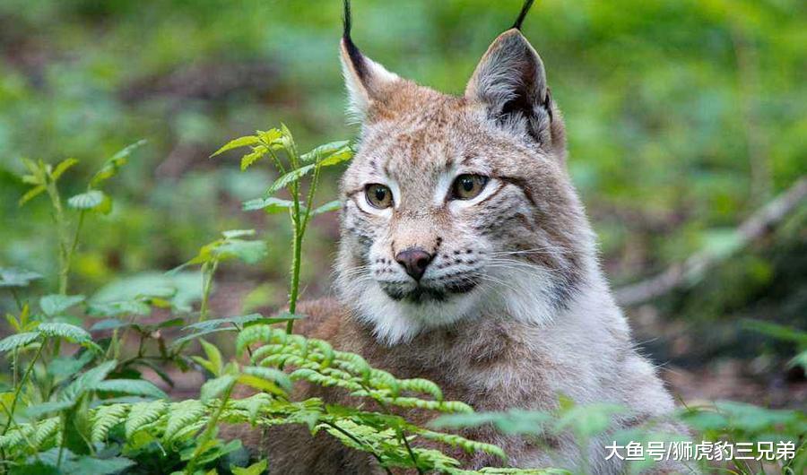 它是最不怕冷的一种猫科动物, 雪山上除了雪豹, 就属它“最横”