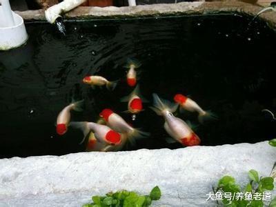 金鱼的四大常见疾病我们如何治疗为好，详细讲解治疗步骤