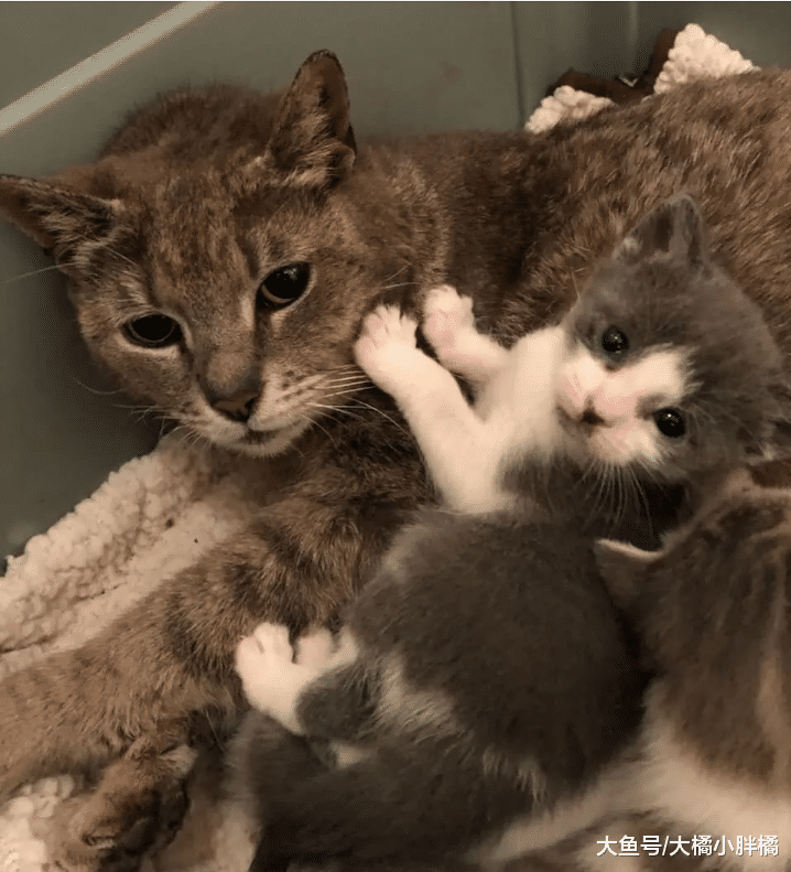流浪猫为了安全生下孩子，第一次接近人类，生完孩子后又回来道谢