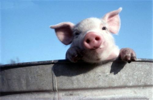 你见过魔鬼筋肉猪吗？猪猪届的施瓦辛格！网友：我连猪都不如