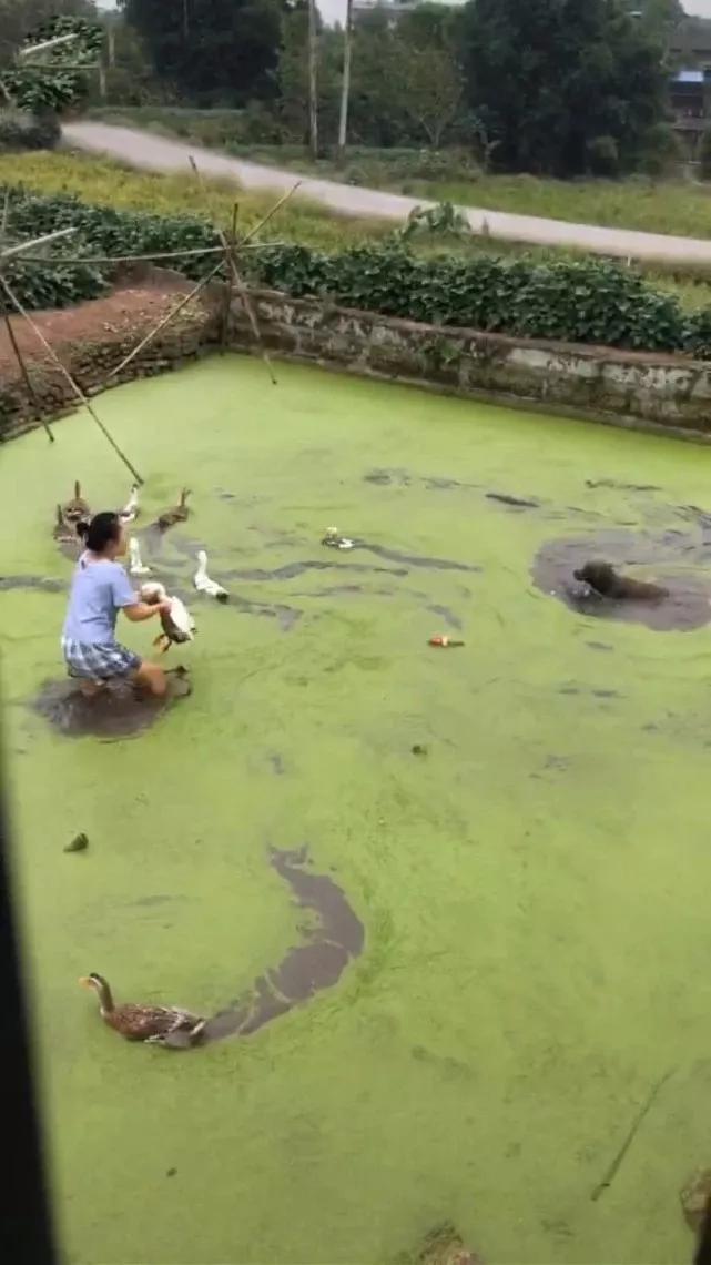 带狗狗回乡下，第2天听到母亲在骂狗，金毛：就不能吃顿野味？