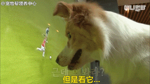 边牧追剧成瘾，为了避免它近视，铲屎官想出了这样一个办法...