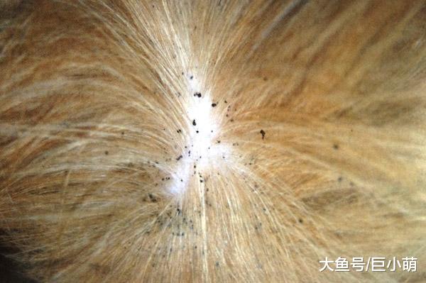 狗狗身上有跳蚤没什么大不了？其实跳蚤也会致病，主人该如何清除