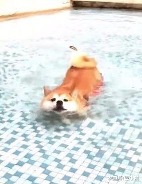 水池太浅了怎么办？没关系，柴犬表示，我蹲下也能假装游泳