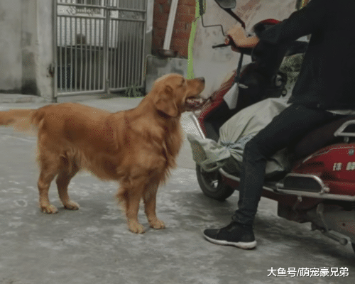 男子把东西放电车上准备出去，却被金毛拉下，狗：这是我的宝座