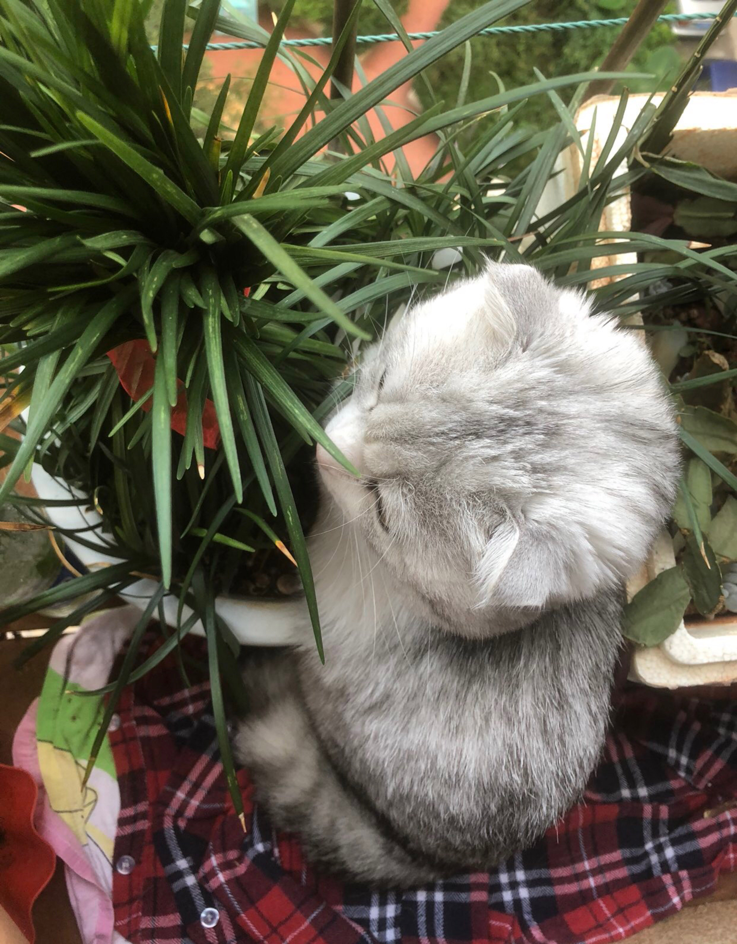 你的猫还有三秒到达战场，请做好准备！结果……哈哈哈笑死我了