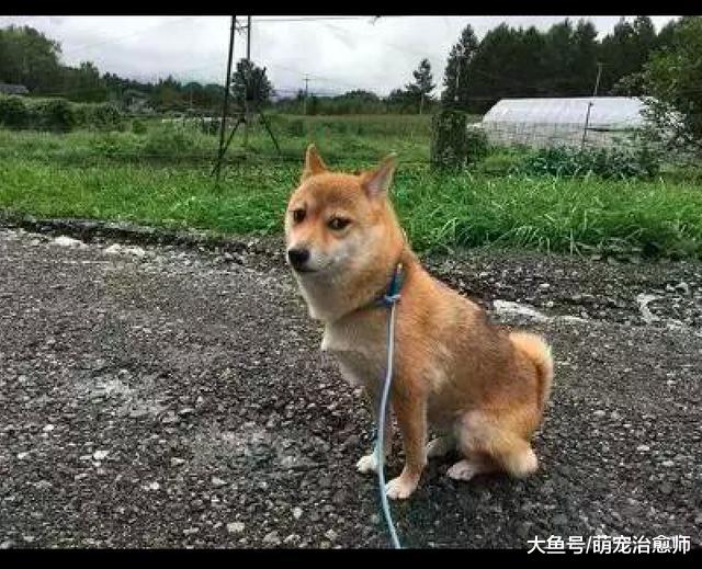 网友忘带牵引绳了，于是用数据线将狗拴起来，柴犬：我不要面子啊