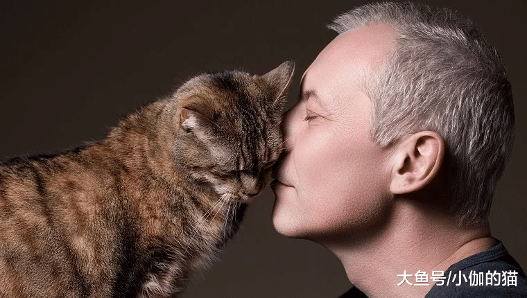 如果可以选择，猫咪不会只想蹭你的腿