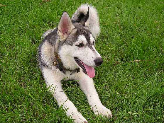 哈士奇看到镜子里的自己时，下一秒画风突变，网友：一只自恋的狗