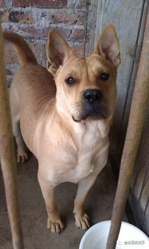 中国最贵的三大狗，中华田园犬碾压秋田犬，第一竟比大熊猫还少？