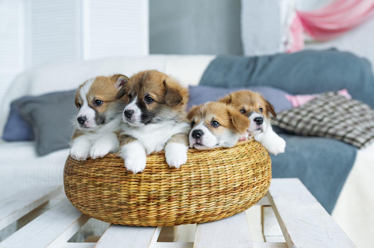 想养一只小型犬? 养小型犬的这几个误区, 家长们要注意啦