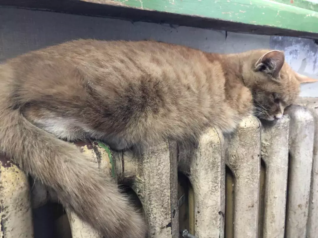 上班第一天，網友路遇曬太陽的流浪貓內心百感交集