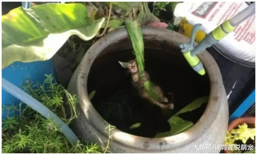 女子正在屋里看电视，突然听到猫咪叫声不对劲，到院子一看傻眼了