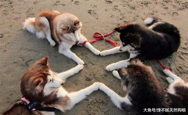 狗狗做了这些事，说明智商比较低，训练都是一件难事