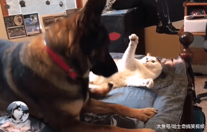 猫咪抢了德牧“地盘”，结果悲剧了，把人家当成哈士奇了吧？