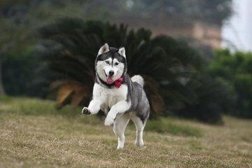 哈士奇溜进农场, 做了一件事情, 主人赔钱赔到哭!