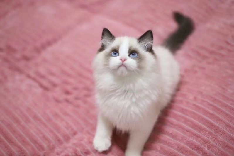 辟谣：猫咪的“美国翘臀”并不一定代表发情了，也可能是示好哦