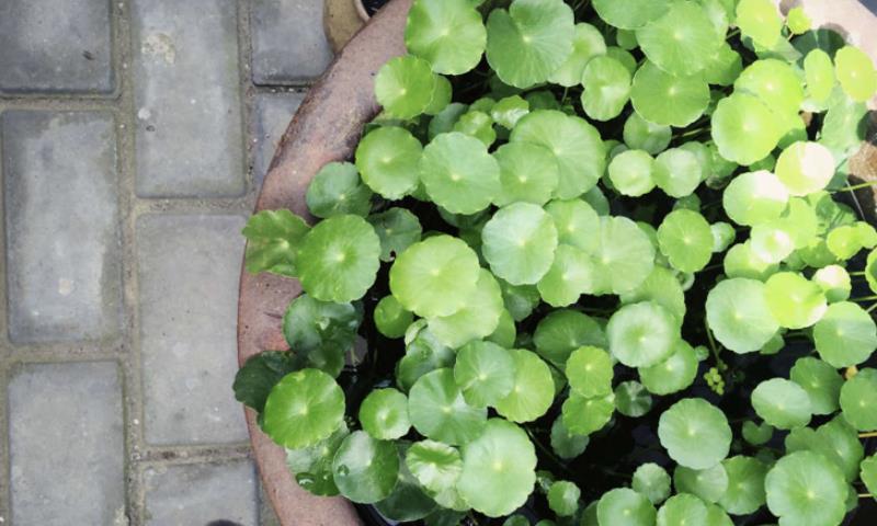 为女儿，她把旧平房爆改成“花园小屋”！退租时房东舍不得！