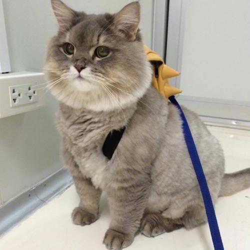 主人三个月不见的小猫咪, 回家之后成了一只球!