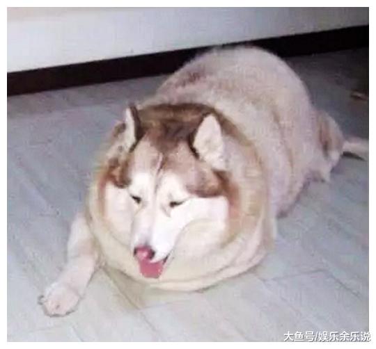 男子工作太忙，把二哈寄样在乡下奶奶家，半年后去看，直接傻眼了