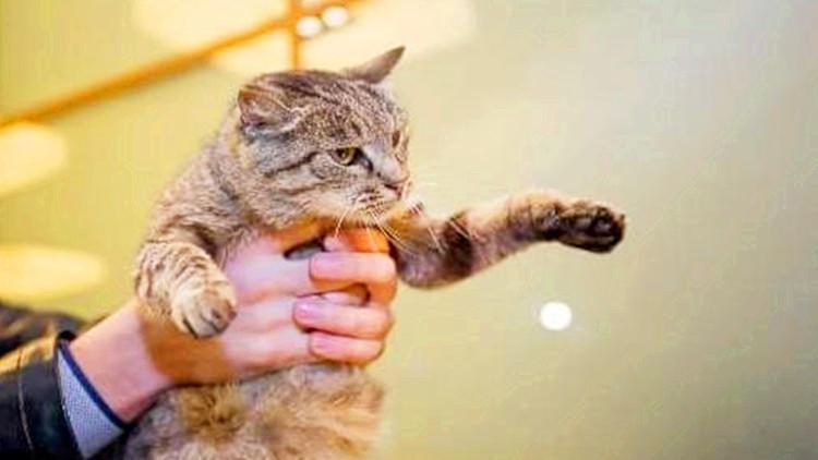 快過年了，你家的貓主子安排好了嗎