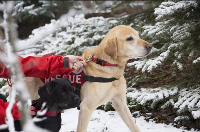 小Q除了做导盲犬，还能做什么工作？狗狗中6种常见的工作犬