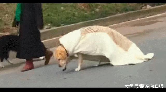 狗狗没衣服穿, 主人就给它披了毯子出门玩, 狗: 我的披风好看吗?