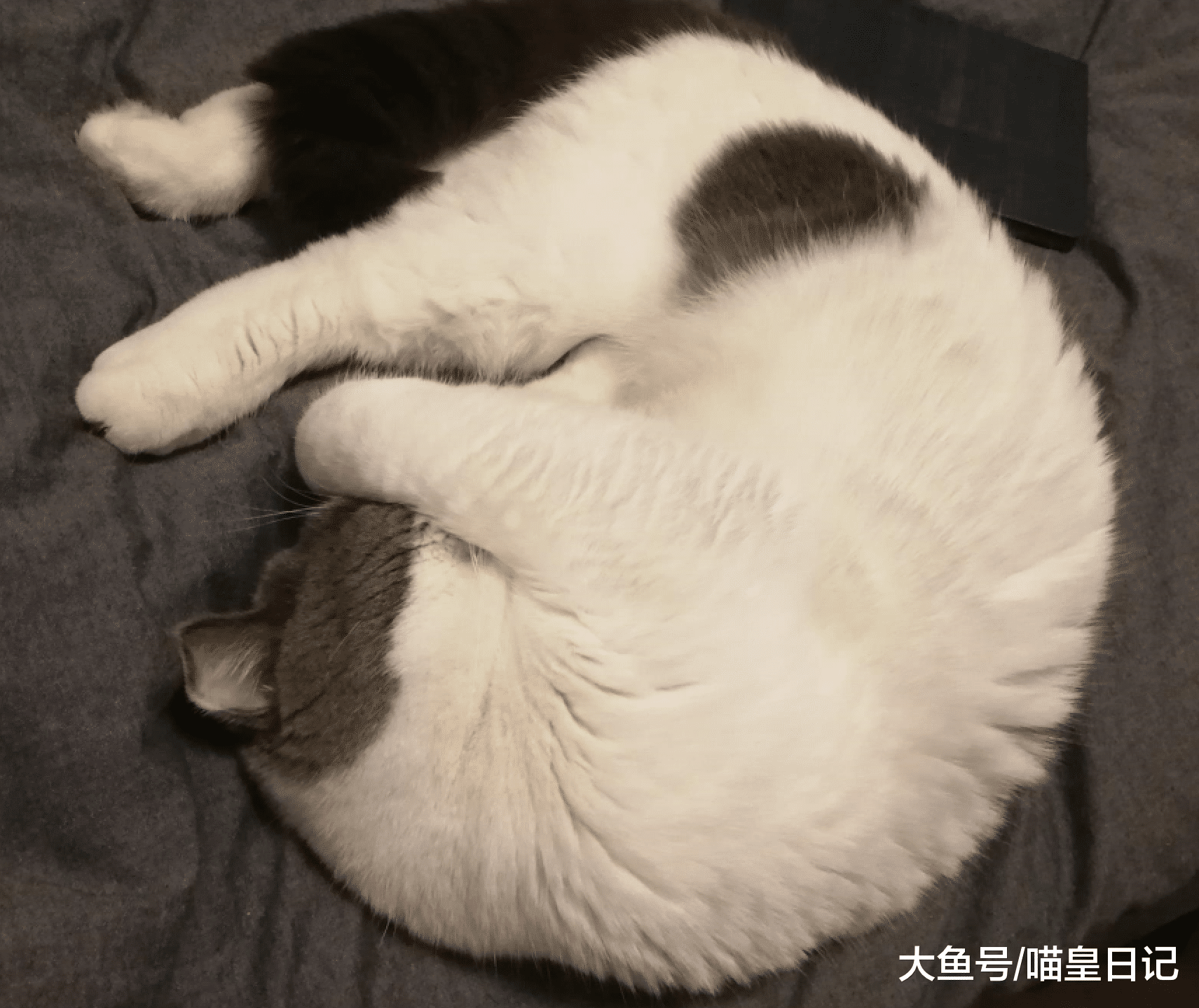 换毛季喵星人频繁吐毛球，吃化毛膏不靠谱，勤梳毛才是正确方法