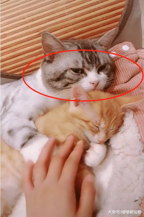 猫咪抱着小媳妇在休息，被铲屎官打扰后，猫咪的表情哭笑不得