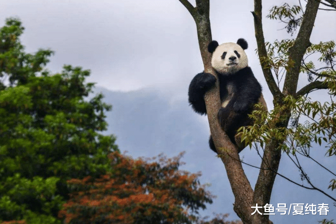 为什么中国只将大熊猫租借外国人，而不是卖出呢？原来是这么回事