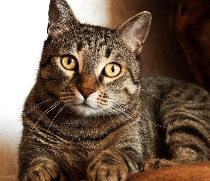 猫咪为什么流泪？可能是正在被某些疾病问题困扰，在向宠主求救！