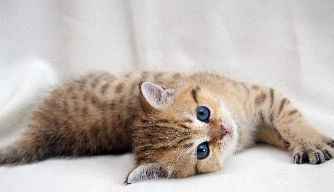 新手养猫不知道应该准备什么，别着急，快看过来，不让你多花一分冤枉钱