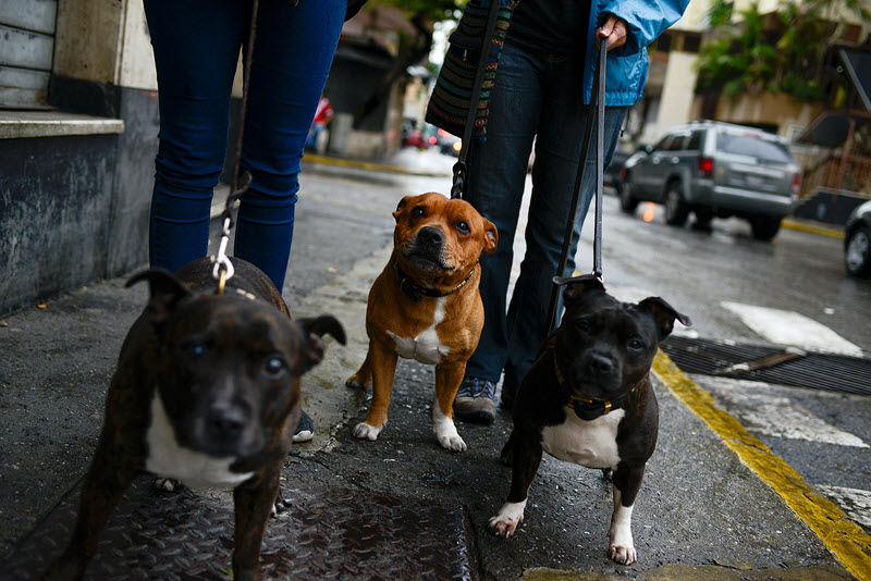 十七个实例证明：狗狗能提前预知坏人和坏事