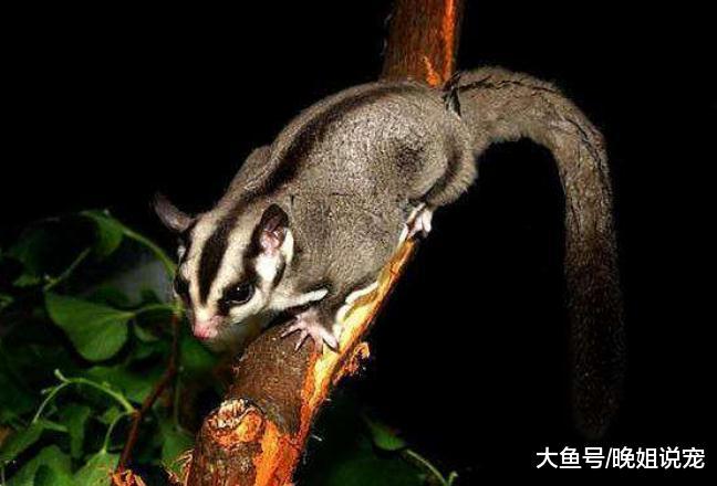 在动物界中, 最稀有的宠物都在这里, 你想不想领养一种呢?