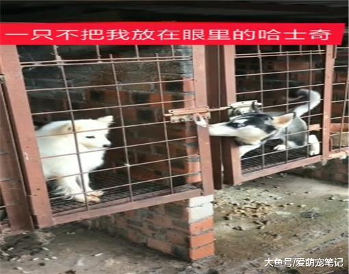 二哈帮助萨摩耶越狱，结果对方并不领情，主人：人家没你这么淘气