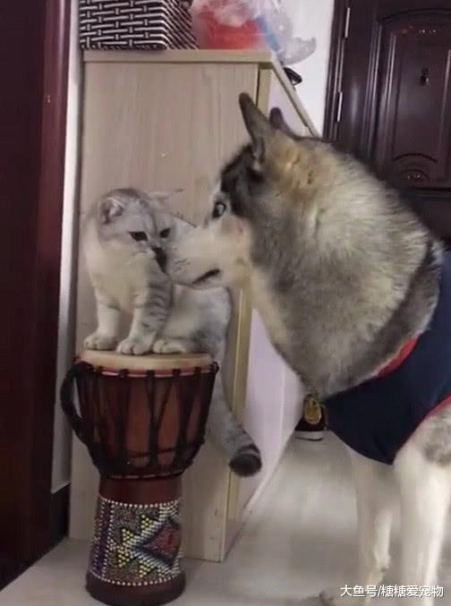 猫咪与狗狗亲近害羞，主人：这有啥不好意思的，你们还能有结果？
